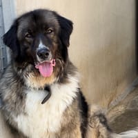 Pitchoun, chien à adopter