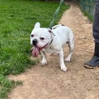 BOULY, chien à adopter