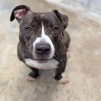COCO, chien à adopter