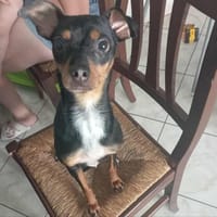 MIA, cane femmina da adottare