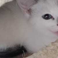 Alvine, chat à adopter