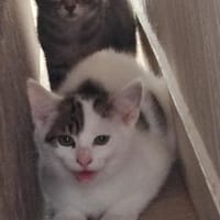 Anakin, chat à adopter