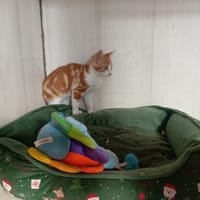 Anatole, chat à adopter