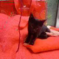 Elif, chatte à adopter