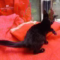 Louat, chatte à adopter