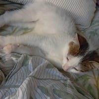 Gaston, chat à adopter
