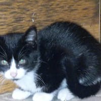 Gribouille, chat à adopter