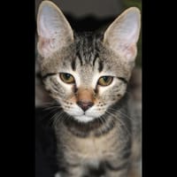 CASTOR, chatte à adopter