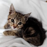 Tigresse, chatte à adopter