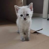 ISIS, chatte à adopter