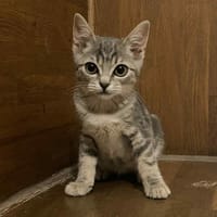 TILLA, chatte à adopter