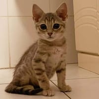 KENJI, chat à adopter