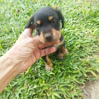 AUREA, baby girl de Gwada, chienne à adopter