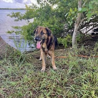 Bobby, chéri des îles, chien à adopter