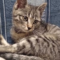 Lola, kotka do adopcji