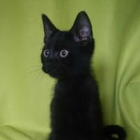 Peru, kot do adopcji