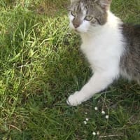 Chudek, kot do adopcji