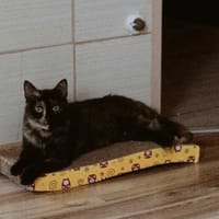 Szarlotka, kotka do adopcji