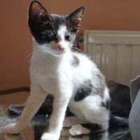 Allia, chatte à adopter