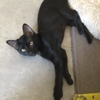 BAGHEERA, chatte à adopter