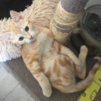 ALOHA, chatte à adopter