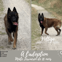 Voltige, chien à adopter