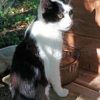 CAPUCINE toute jeune femelle, chatte à adopter