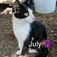 JULY toute jeune femelle, chatte à adopter