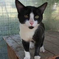 OREO tout jeune matou, chat à adopter