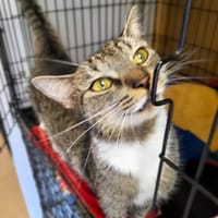 Leon, kot do adopcji