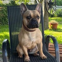 Hattie - ein kleines Powerpaket, Hündin zur Adoption