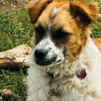 Vicky sucht ein neues Zuhause, Hündin zur Adoption