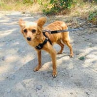 Dora ein zartes Mädchen, Hündin zur Adoption