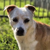 Onawa1 sucht eine Dauerpflegestelle, Hündin zur Adoption
