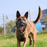 Wolf sucht rasseerfahrene Halter, Hund zur Adoption