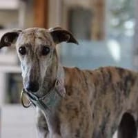 Malou sucht Anschluss, Hündin zur Adoption