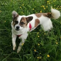 SUZY auf der Suche nach ihrem Glücksort, Hündin zur Adoption