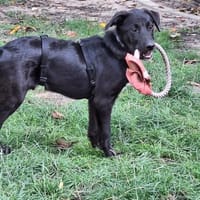 Stitch sucht sein Zuhause, Hund zur Adoption