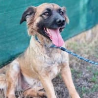 Ani sucht ihre Familie, Hündin zur Adoption