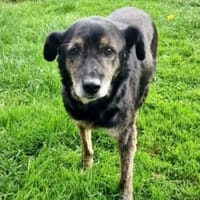 Opa Rudy, eine wirklich cooler Kerl, Hund zur Adoption