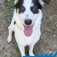 Anton - aufgewecktes Powerpaket, Hund zur Adoption