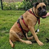 Leprotta, Hund zur Adoption