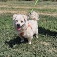 Toller Pekingesen Mix sucht Zuhause, Hund zur Adoption