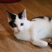 ***SWIFTY und SNAPPY!***, Katze zur Adoption