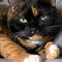 Mia und Casseema suchen nur zusammen, Katze zur Adoption