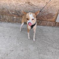 Bimbo ein liebes Kerlchen, Hund zur Adoption