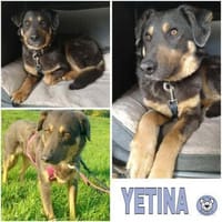 YETINA -möchte ankommen-, Hündin zur Adoption