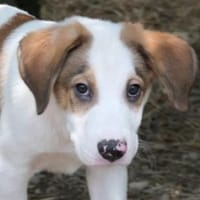 Menschenbezogener, zauberhafter Anouk, Hund zur Adoption