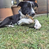 Estera sucht ihr Zuhause, Hündin zur Adoption