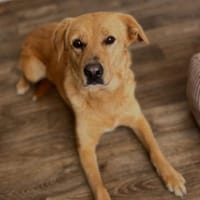 Bella, eine tolle labi hündin, Hündin zur Adoption